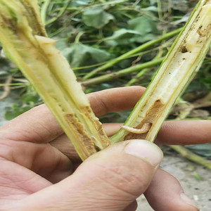 苍耳虫活体 苍耳子虫  中药材 中草药 芝麻油浸苍耳子虫