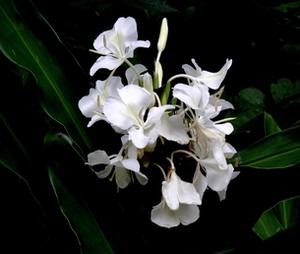 白姜花根茎 姜科植物 广西品种 道家养心花卉植物 盆栽庭院绿化