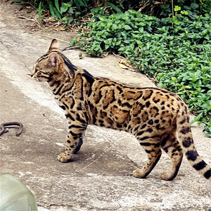 000人付款淘宝纯种豹猫孟加拉猫黄金豹猫活体宠物豹猫雪豹豹猫幼仔崽