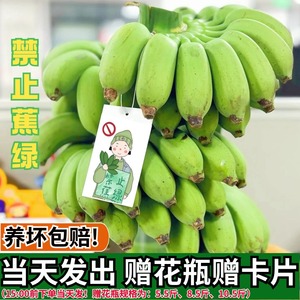 禁止蕉绿一整株小米蕉桌面绿植可食用水培香蕉拒绝蕉绿办公室香蕉