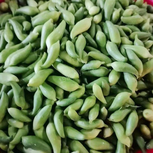 云南德宏特产特有小雀瓜新鲜辣子瓜小金瓜500克 野生新鲜蔬菜1斤