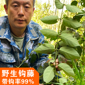 野生钩藤中药材500g 正品双钩藤茶勾藤片 鹰爪风 倒挂刺 钩丁吊藤