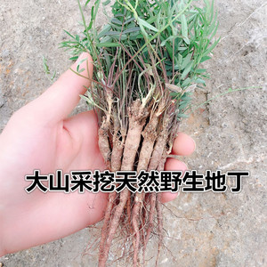紫云山野生地丁萝卜甜地丁根少米花口袋老鼠布袋草中药材 一颗5元