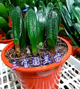 长春君子兰精品苗立板油匠短叶圆头麻脸室内盆栽绿植除甲醛