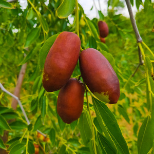 灵武长枣新鲜枣子5斤宁夏鲜枣长红枣脆枣带箱当季水果非大荔冬枣