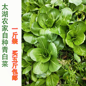 太湖县土特产农家露天自种冬季时令蔬菜霜冻矮脚新鲜上海青小白菜