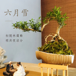六月雪大盆景