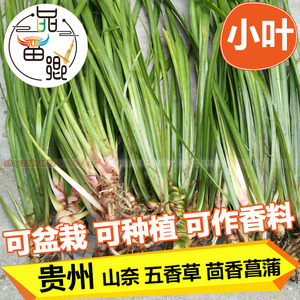 【贵州细叶香】贵州细叶香品牌,价格 - 阿里巴巴