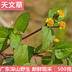 新鲜天文草中草药散血草金钮扣黄花苦草牙痛气管咳肺皮肤外用肿消