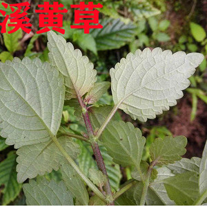 新鲜野生溪黄草山羊面熊胆草血风沟草汁草当季中药材干货农村现采