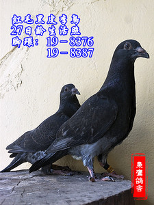 精品红毛李鸟幼鸽一对 李鸟信鸽 国血李鸟 吴淞 西翁 杨阿腾 种鸽