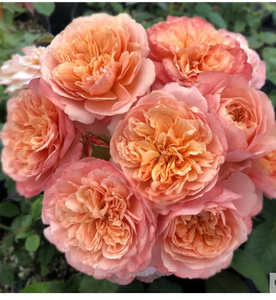 伊迪斯伊迪丝灌木切花月季花苗四季开花玫瑰盆栽花园庭院花卉植物