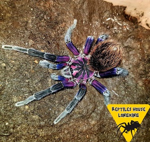 哥伦比亚梦幻白镭射宠物蜘蛛足展11-12厘米公母高端x属大型地栖