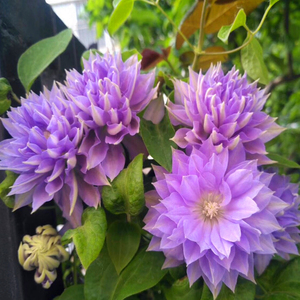 虞城园艺 铁线莲重瓣丹妮铁线莲爬藤植物铁线莲 庭院花园植物