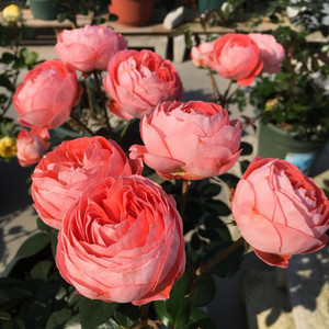 小苗|虞城园艺 微型月季 诺娃 鲑粉色多头勤花四季开花耐热抗病