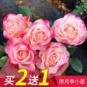 小苗|虞城园艺 灌木月季映像月季 粉白双色多头丰花四季开花耐热