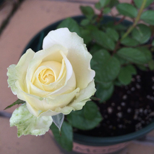 小苗|虞城园艺 微型月季  无限永远白色英菲尼迪白色丰花四季开花