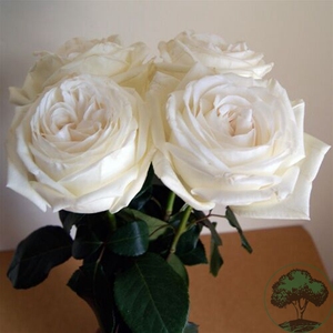 【虞城园艺】欧月珍妮莫罗大花月季苗浓香切花多花抗病好养的月季