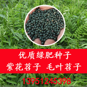 光叶紫花苕种子果园绿肥种籽毛苕子长柔毛野豌豆牧草种子耐寒蜜源