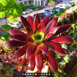 孔雀法师老桩多肉植物园艺花卉盆栽直播一物一拍带根巨型植物缀化
