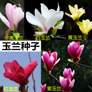 玉兰树种子 白玉兰种子 紫玉兰种子广玉兰种子黄玉兰辛夷玉兰种子