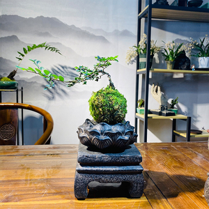 悬崖榆树苔藓球 禅意盆景盆栽书房茶几窗台阳台办公室绿植