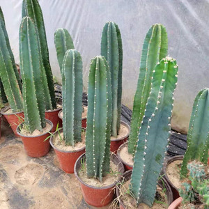 多肉植物仙人掌将军柱将军阁仙人柱 量天尺仙人树沙漠造景虎头山