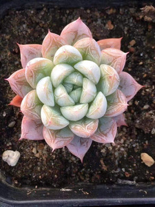 艾莎 多肉植物  白杜 爱莎有根 一物一拍 6厘米盆参考