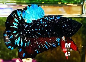 满天星 暗黑星空 高端泰国斗鱼 直播视频选鱼 活体观赏鱼