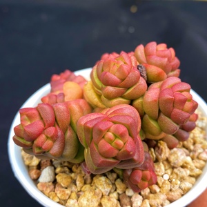 寿无限多肉植物