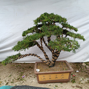 东北红豆杉老桩盆景造型植物绿植吸甲醛净化空气客厅办公室内盆栽