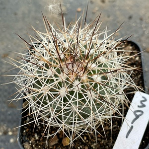 多肉植物仙人掌仙人球红梅殿实生娇丽玉属美刺优选精品一物一拍