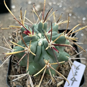 黑罗莎实生罗莎锦属强刺弯钩刺黑花暗黑系奇花优选稀有精品仙人球