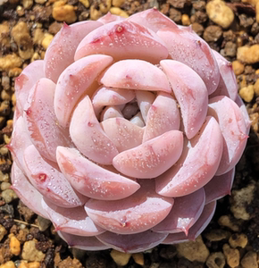 【格瑞斯】多肉植物韩国进口新品恩宠一物一拍全粉色很美4.21更