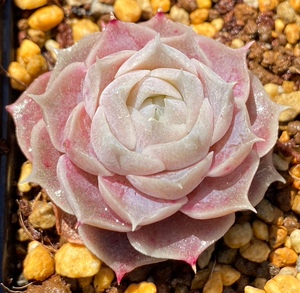 多肉海琳娜包邮