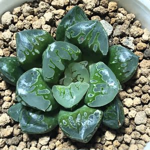 艾上多肉 皮上窗绿焰寿皮上窗亮窗十二卷多肉玉露植物一物一拍