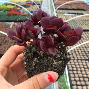 紫蝶碟多肉植物稀有罕见品种肉肉阳台绿植防辐射花卉盆栽