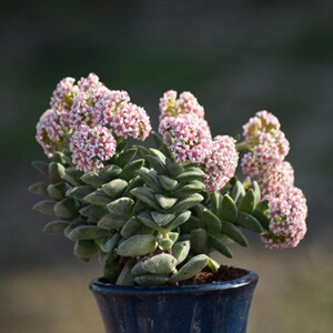 神童小夜衣多头多肉植稀有奇趣绿植花卉防辐射包邮盆栽