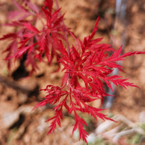 猩猩枝垂羽毛枫三季红枫石榴红外山原生盆栽树苗庭院阳台开花四季