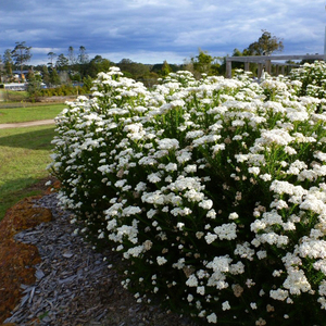 000人付款淘宝澳洲米花新娘花手捧花干花材切枝阳台