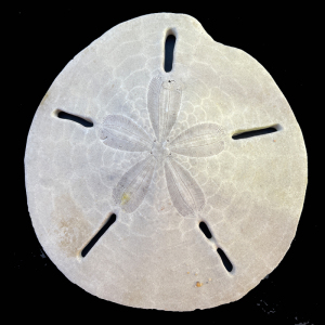 曼氏孔盾海胆107079 x3 120mm f    230y 浅紫色 沙钱沙币海胆