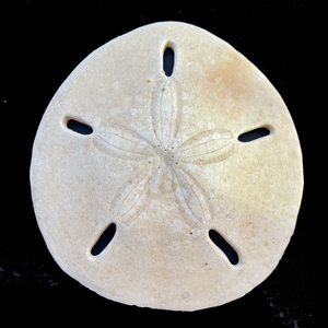 5mm f    230y 厚实 沙钱沙币海胆