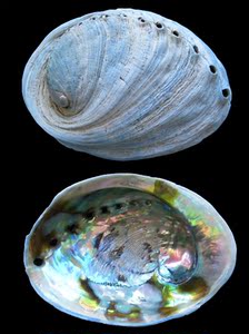 4mm f    45y 蓝色星空鲍贝 新西兰鲍螺