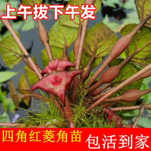 菱角苗 红菱角 两角菱角苗 四角菱角秧 池塘水生绿植环保绿化植物