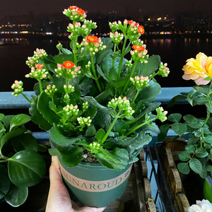 养长寿花花盆