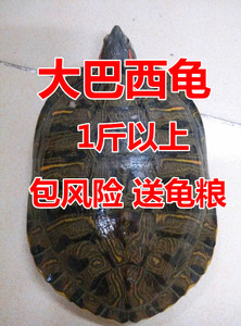 乌龟活体大巴西龟巴西红耳龟观赏龟可食用龟1斤以上包邮 包活到家