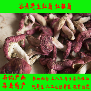 广西容县特产正宗野生山货红菌红椎菌香菇红菇干货