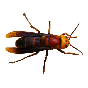 【虎头蜂王红娘】虎头蜂王红娘品牌,价格 - 阿里巴巴