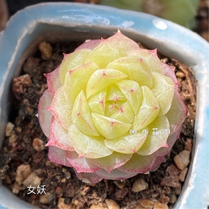 女妖玫瑰花女王玫瑰 一物一拍明月萌肉多肉植物