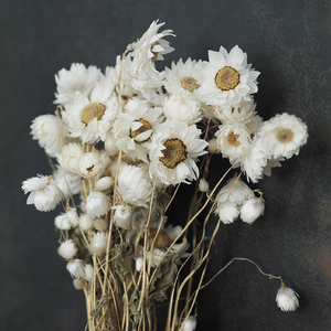 天然干花罗丹斯小雏菊真花民宿装饰文艺清新北欧风野餐拍摄鲁丹鸟